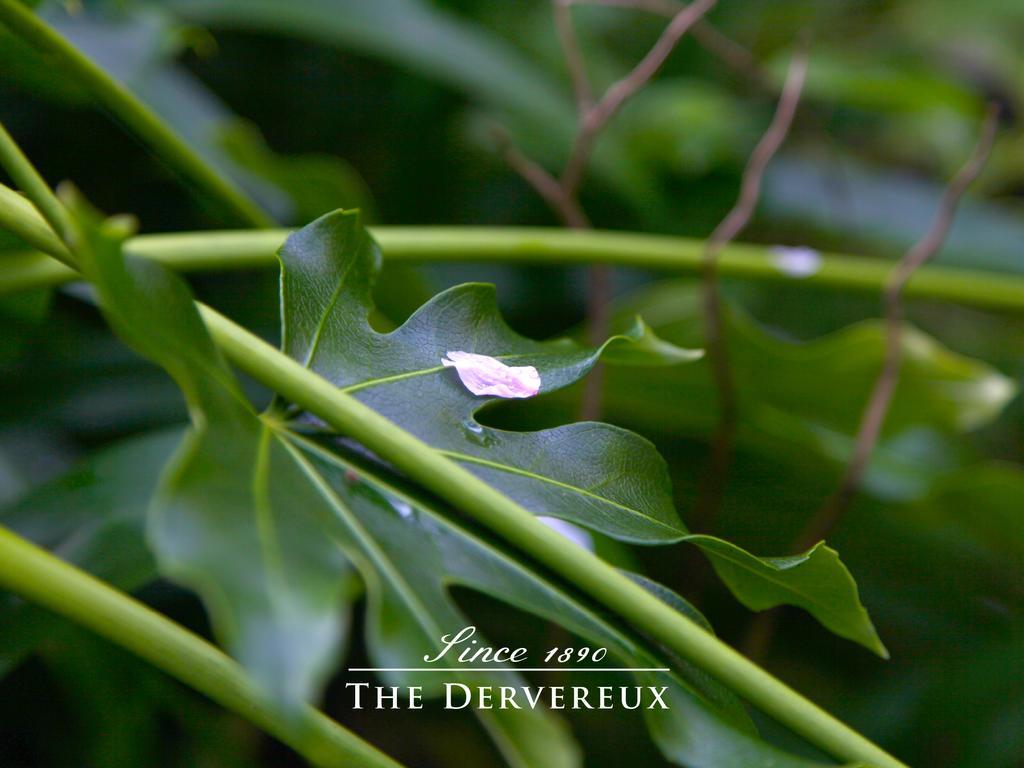 The Devereux Boutique Hotel Auckland Exterior foto